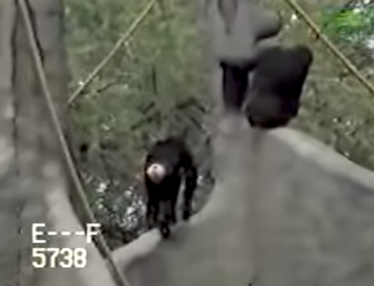 Hero Risks Life Jumping Into Moat to Save Chimp While Zoo Staff Watches Hero Risks Life Jumping Into Moat to Save Chimp While Zoo Staff Watches