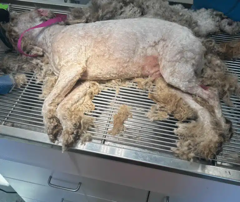 Larry the Poodle Rescued After Months Alone, Stuns With Makeover Larry the Poodle Rescued After Months Alone, Stuns With Makeover