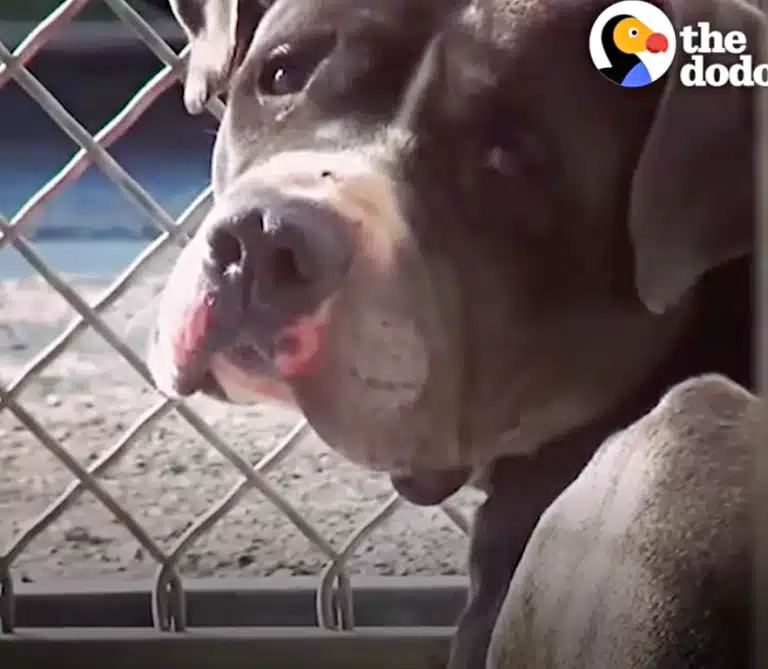 Man Adopts Pit Bull, Can’t Sleep Thinking About The Other Dog He Left There Man Adopts Pit Bull, Can’t Sleep Thinking About The Other Dog He Left There