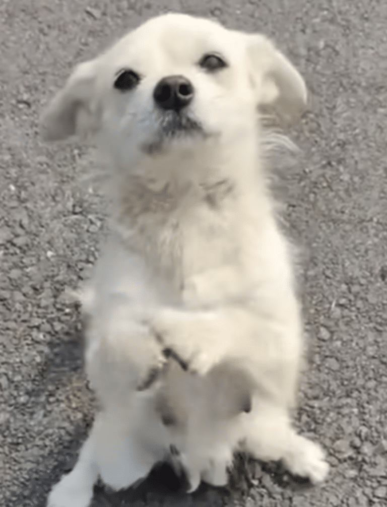 Mother Dog Blocks The Road And ‘Begs’ Food For Her Little Puppies Mother Dog Blocks The Road And ‘Begs’ Food For Her Little Puppies