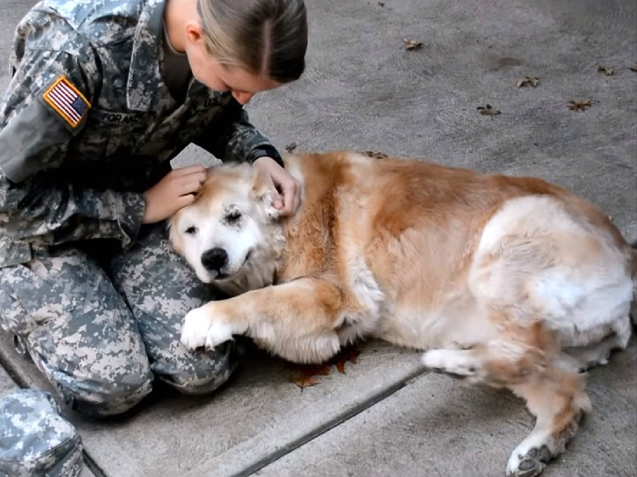 Old Dog Begins To Cry When She Sees Her Best Friend Return From The Army Old Dog Begins To Cry When She Sees Her Best Friend Return From The Army