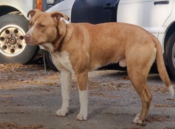 Pup Stayed As Far Away From His Family As He Could, Then They ‘Figured-It-Out’ Pup Stayed As Far Away From His Family As He Could, Then They ‘Figured-It-Out’