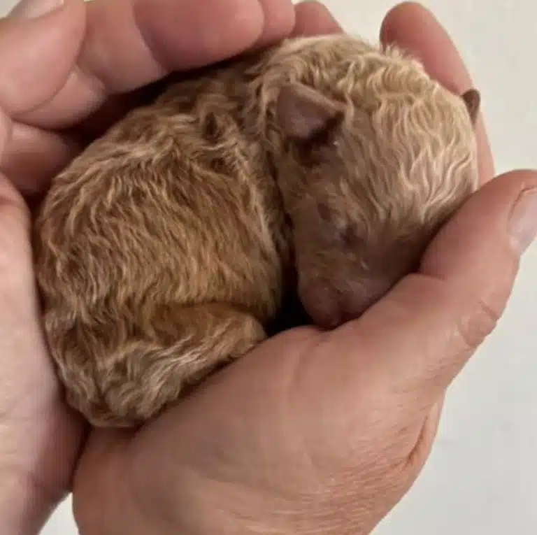 Puppy Born With Deformed Leg Becomes the Sweetest Snugglebug Puppy Born With Deformed Leg Becomes the Sweetest Snugglebug