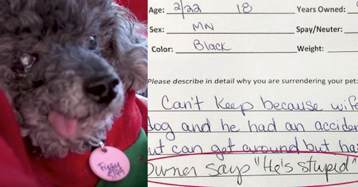 Senior Dog Dumped at 18 for Being “Stupid.” Savior Saw His Worth! Senior Dog Dumped at 18 for Being “Stupid.” Savior Saw His Worth!