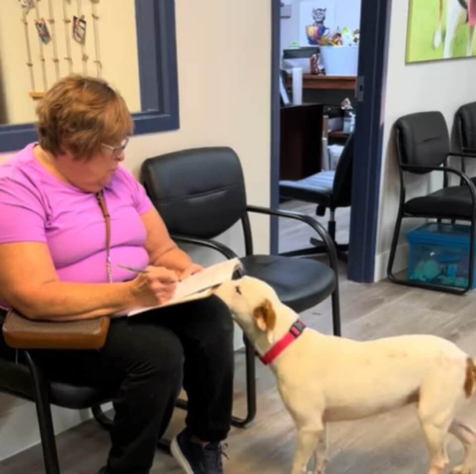 Sweet shelter dog senses she’s being adopted and embraces new mom Sweet shelter dog senses she’s being adopted and embraces new mom