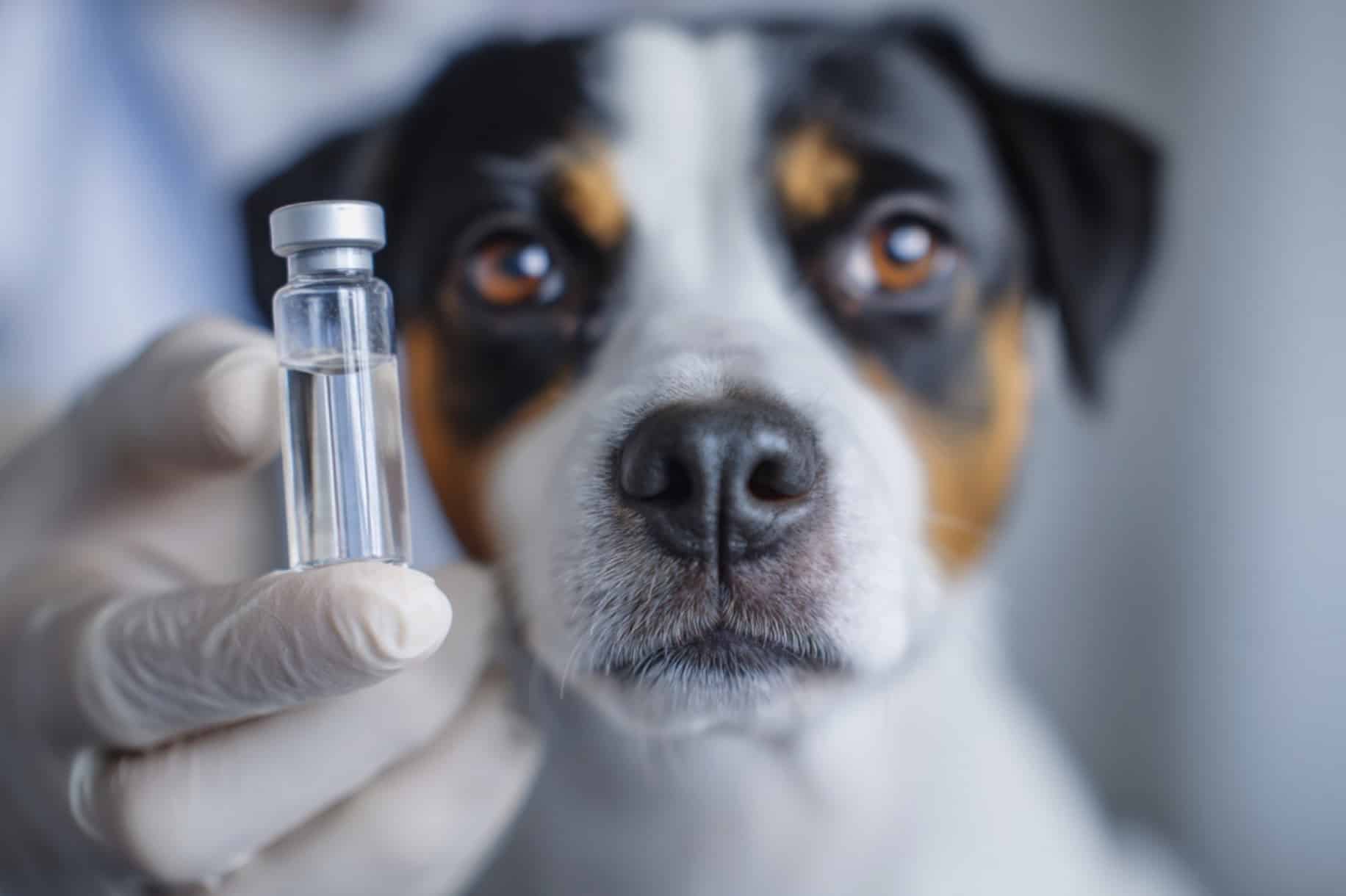 TB-500 for Dogs: Guide to Thymosin Beta-4 Peptides for Dogs for Healing, Mobility & Aging TB-500 for Dogs: Guide to Thymosin Beta-4 Peptides for Dogs for Healing, Mobility & Aging