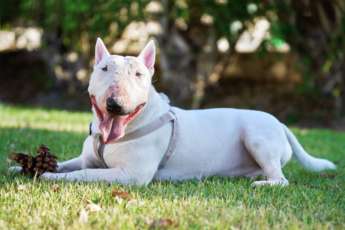 These 9 Unusual Dog Breeds Prove Weird Is Wonderful These 9 Unusual Dog Breeds Prove Weird Is Wonderful