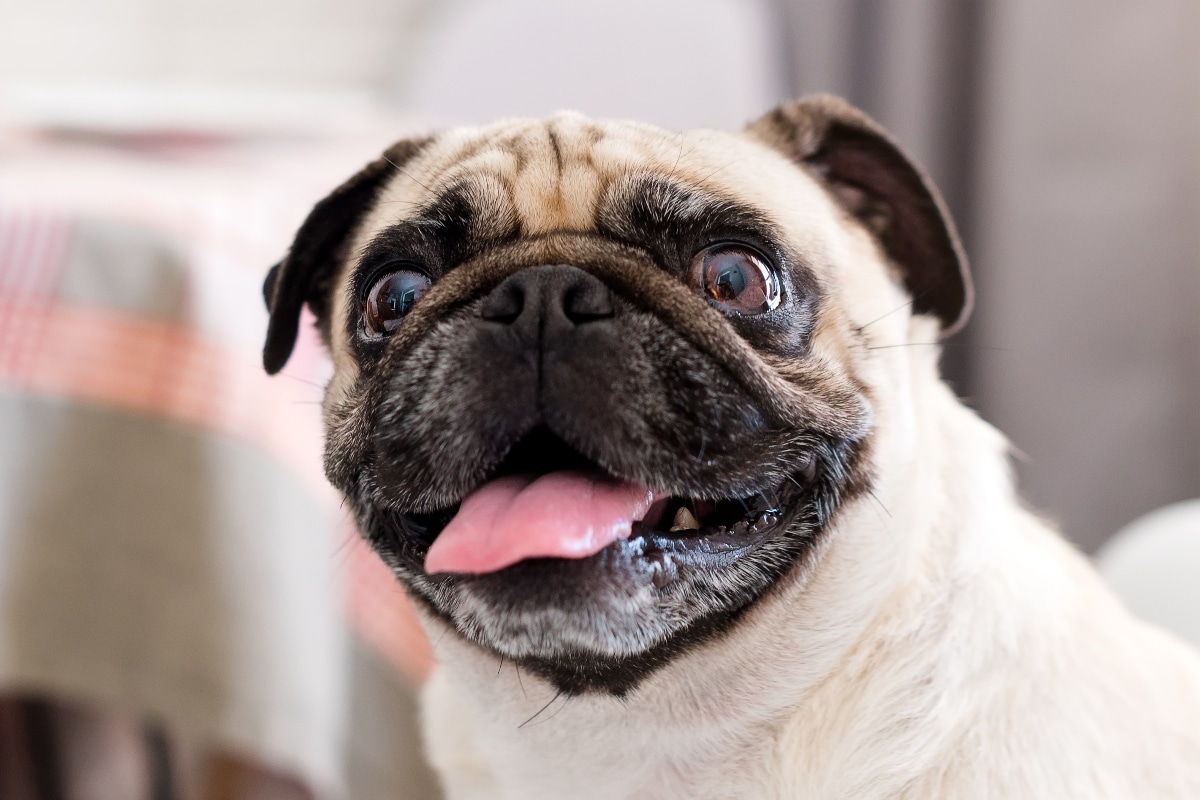 Ultimate 11 Goofy Dog Breeds That’ll Keep You Smiling Ultimate 11 Goofy Dog Breeds That’ll Keep You Smiling