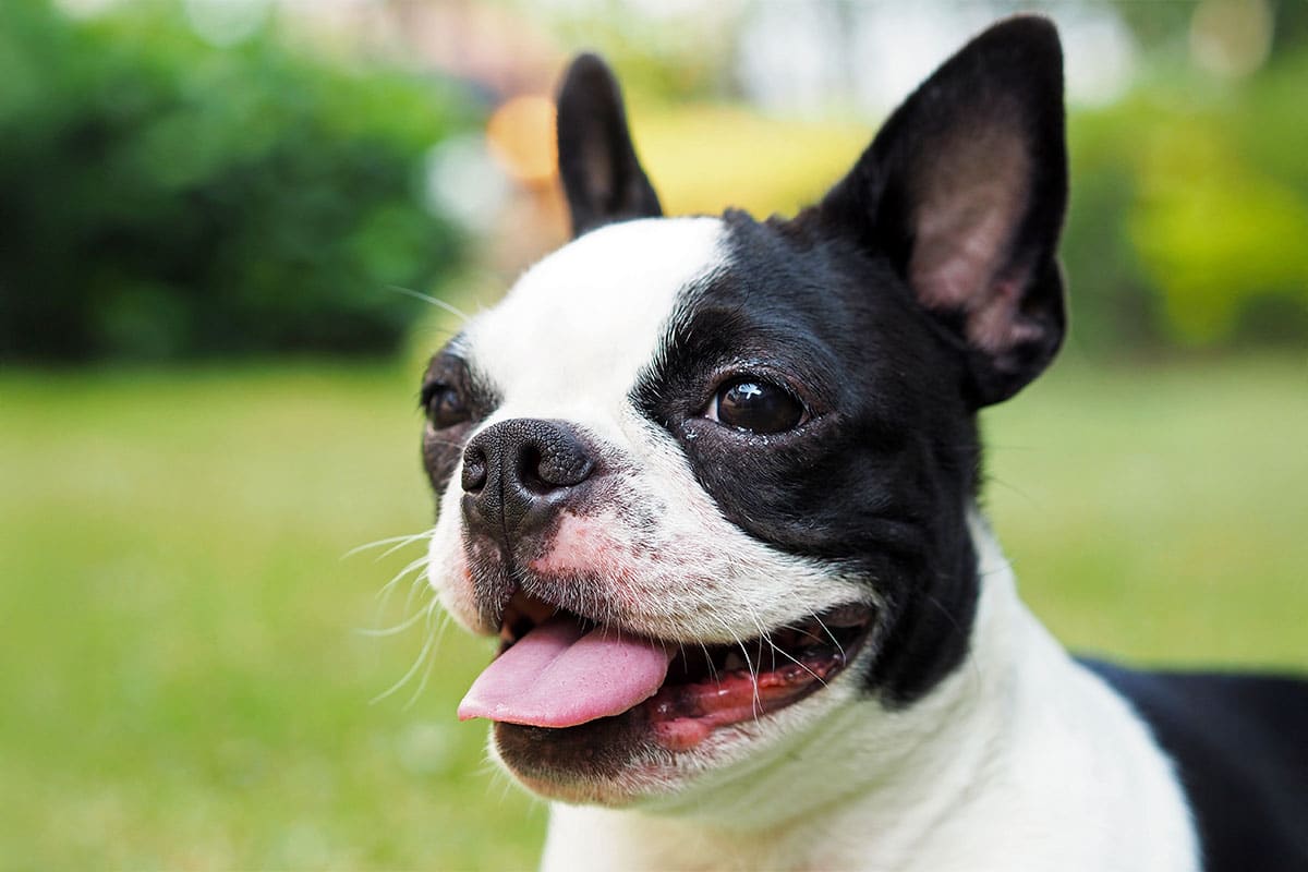 Ultimate 13 Dog Breeds For Quirky Companions Ultimate 13 Dog Breeds For Quirky Companions