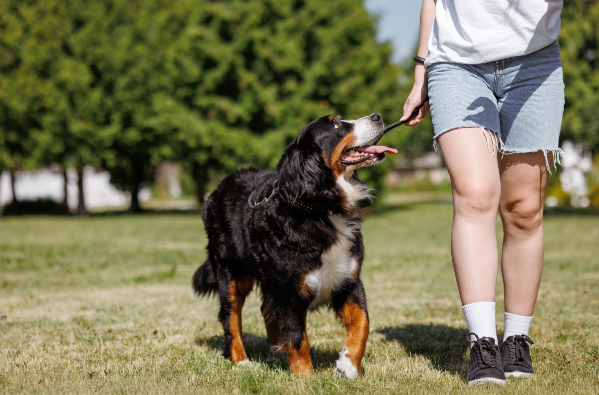 You’ll Never Walk Alone with These 11 Trusty Dog Breeds You’ll Never Walk Alone with These 11 Trusty Dog Breeds