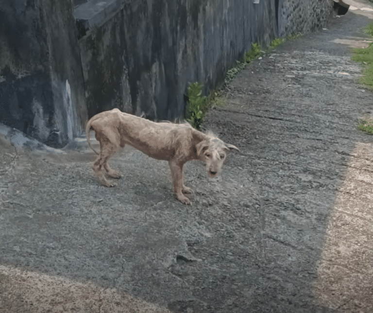 ‘Hairless’ Street Dog Gets Second Chance and Is Now Completely Unrecognizable ‘Hairless’ Street Dog Gets Second Chance and Is Now Completely Unrecognizable