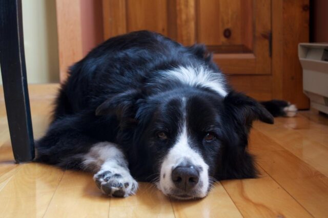 10 Best Dog Multivitamin Products for Border Collies 10 Best Dog Multivitamin Products for Border Collies