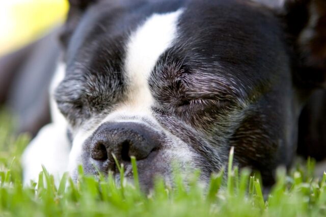 10 Best Dog Multivitamin Products for Boston Terriers 10 Best Dog Multivitamin Products for Boston Terriers