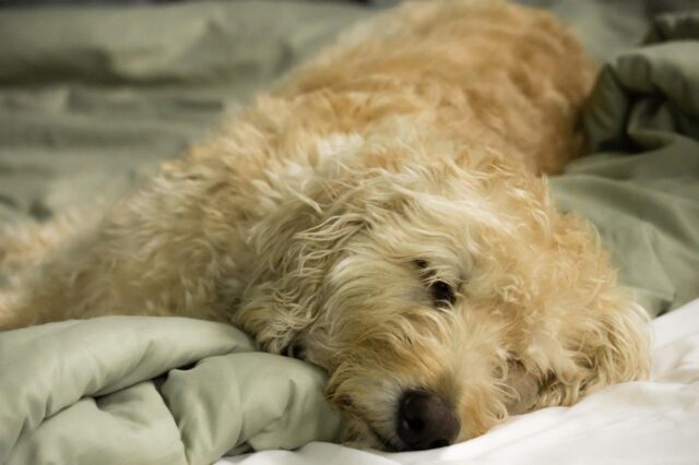 10 Best Dog Multivitamin Products for Labradoodles