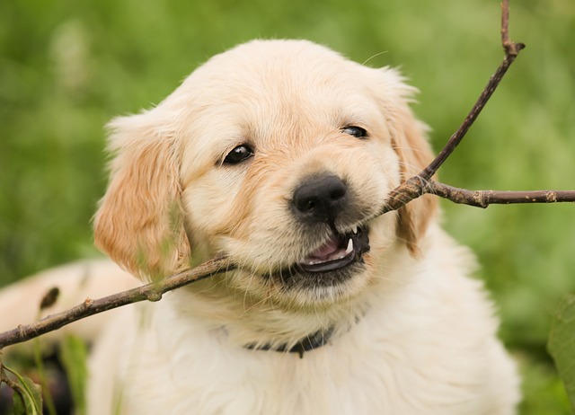 11 Best Golden Retriever Dental Chews