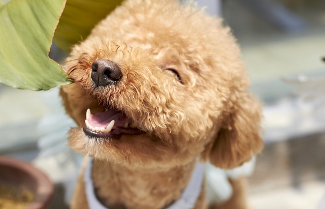 11 Best Poodle Dental Chews 11 Best Poodle Dental Chews