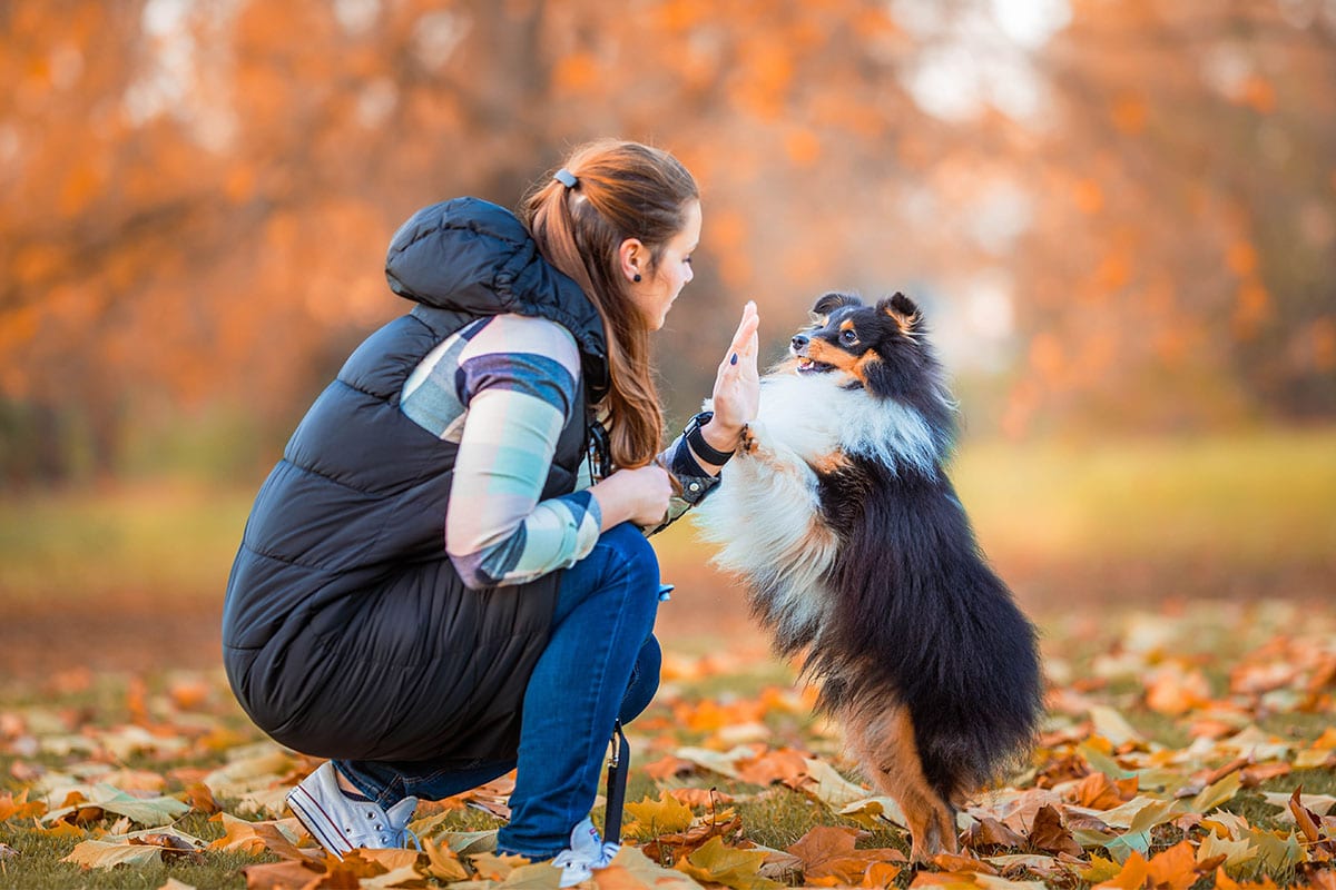 11 Brilliant Dog Breeds That Seem To Understand Everything 11 Brilliant Dog Breeds That Seem To Understand Everything
