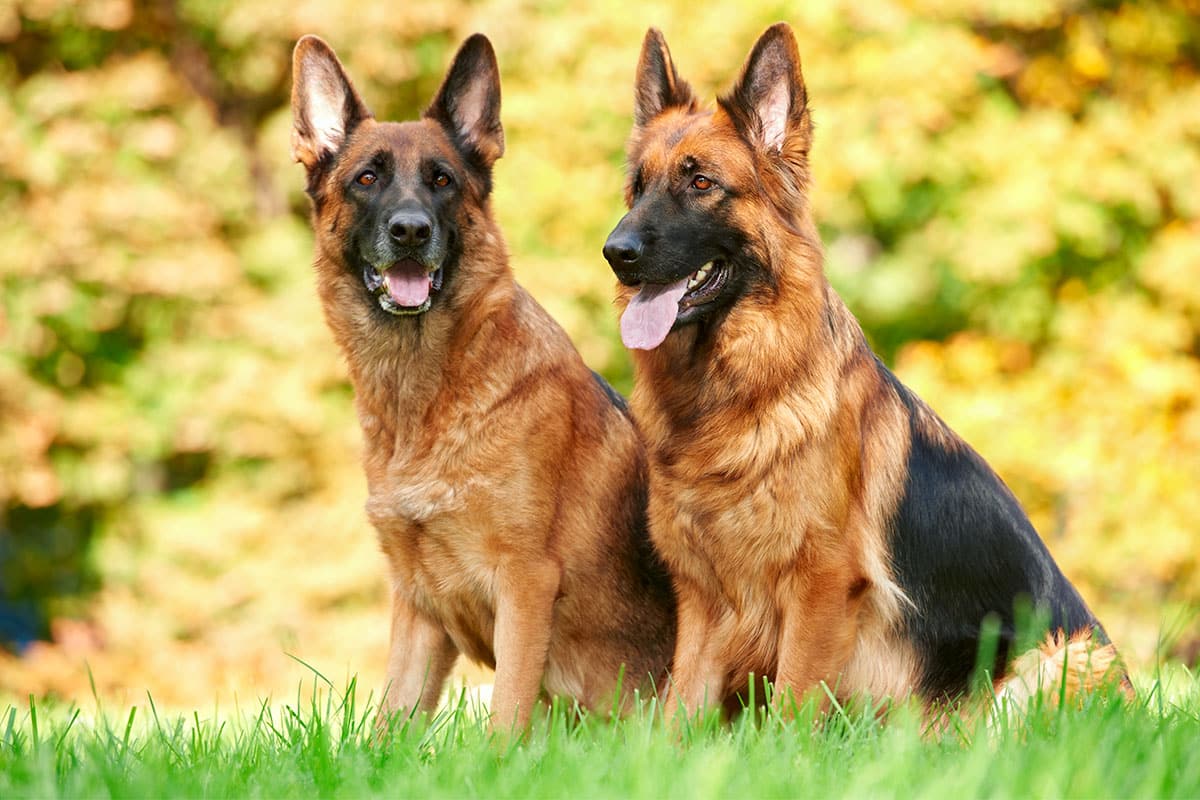 11 Dog Breeds That Act Like Giant Puppies 11 Dog Breeds That Act Like Giant Puppies