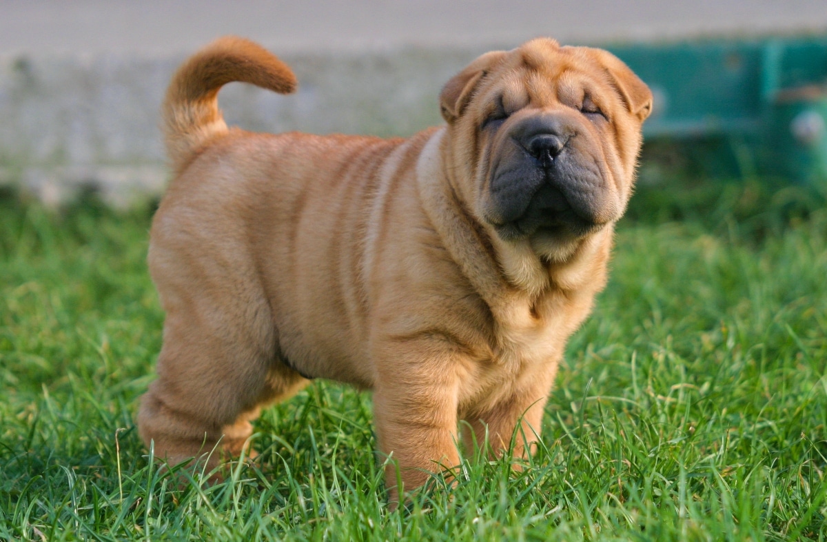11 Dog Breeds That Can Be Tough to Socialize 11 Dog Breeds That Can Be Tough to Socialize