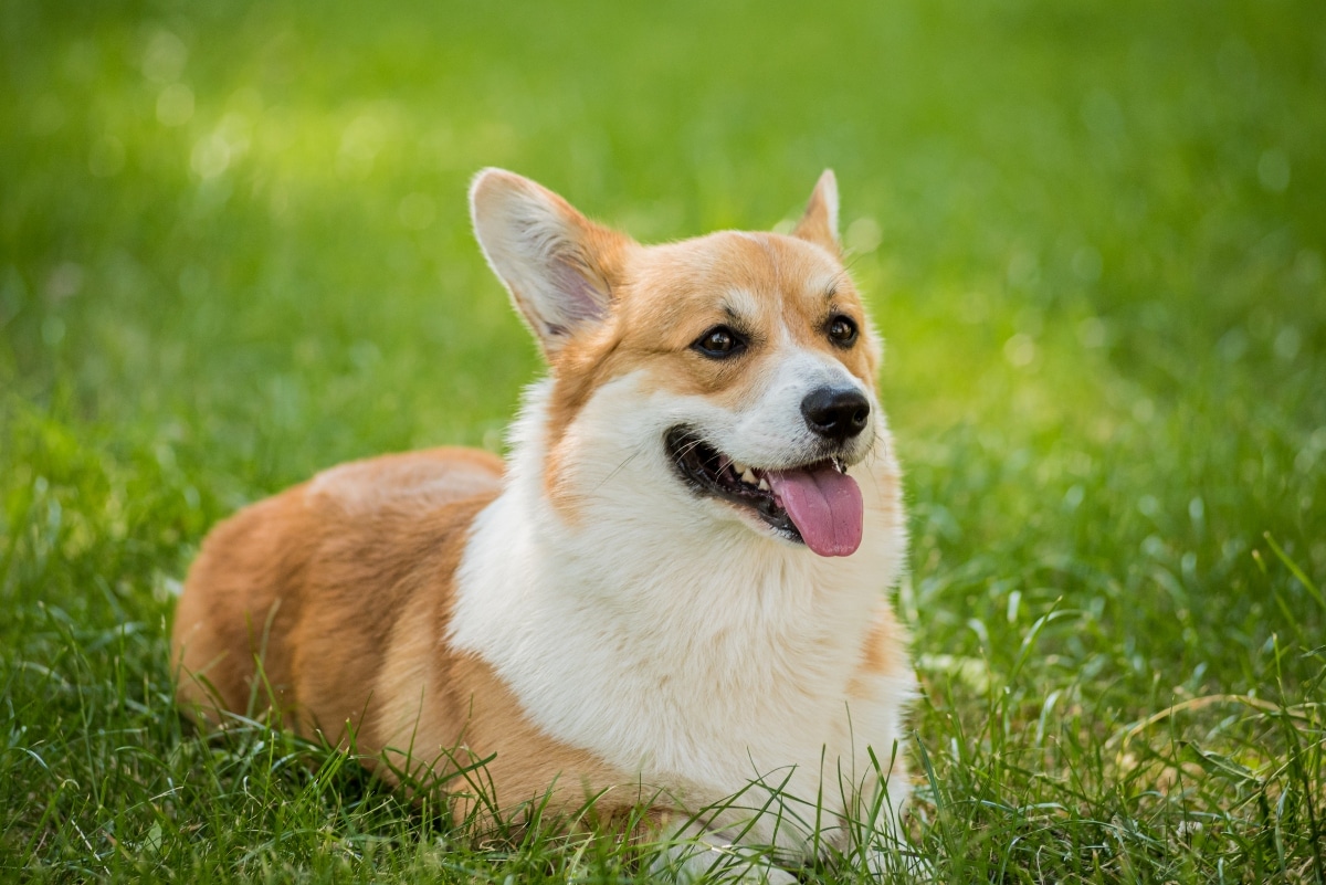 11 Dog Breeds That Form Unbreakable Bonds With Owners