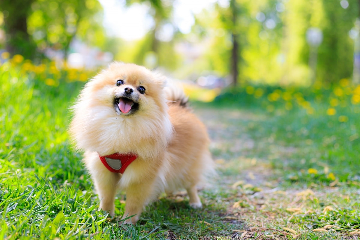11 Dog Breeds That Have the Funniest Habits 11 Dog Breeds That Have the Funniest Habits
