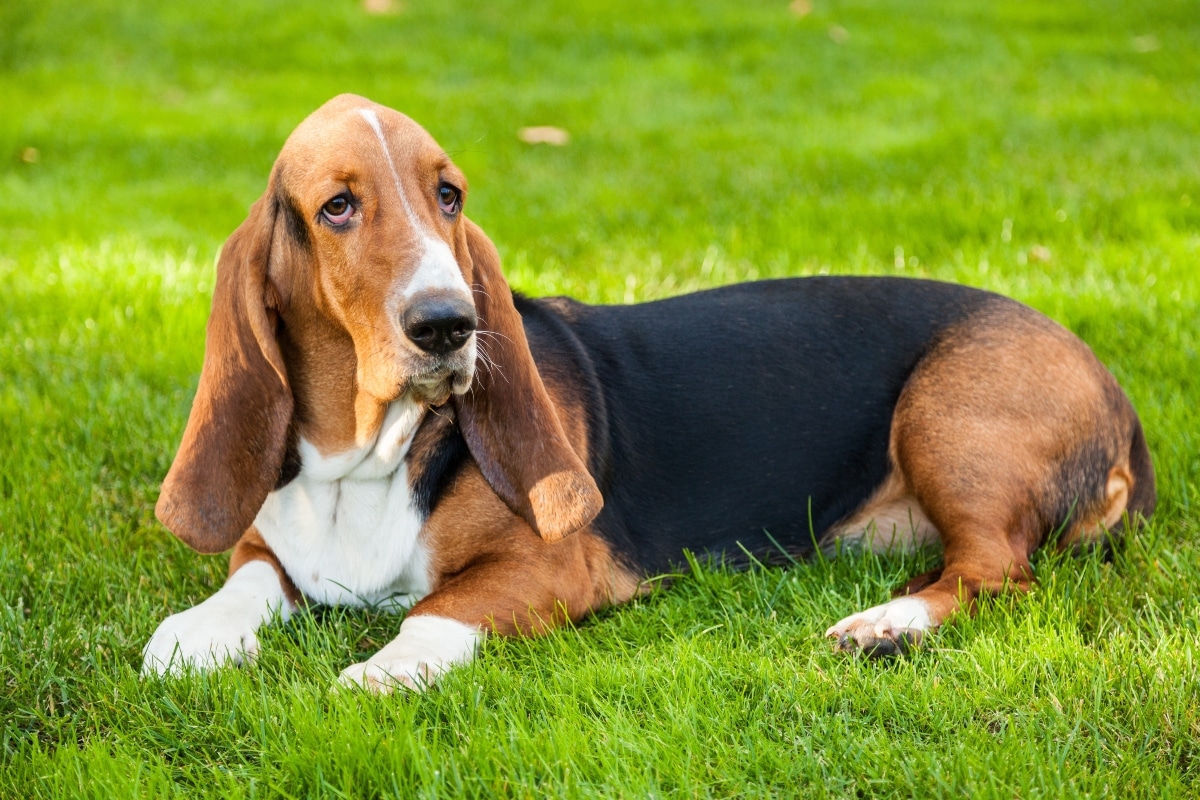11 Expressive Dog Breeds With Eyes That Speak Volumes