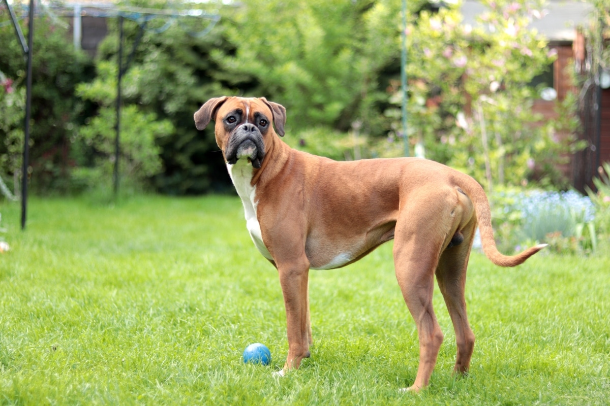 11 Fierce Dog Breeds That Stand Guard With Love 11 Fierce Dog Breeds That Stand Guard With Love