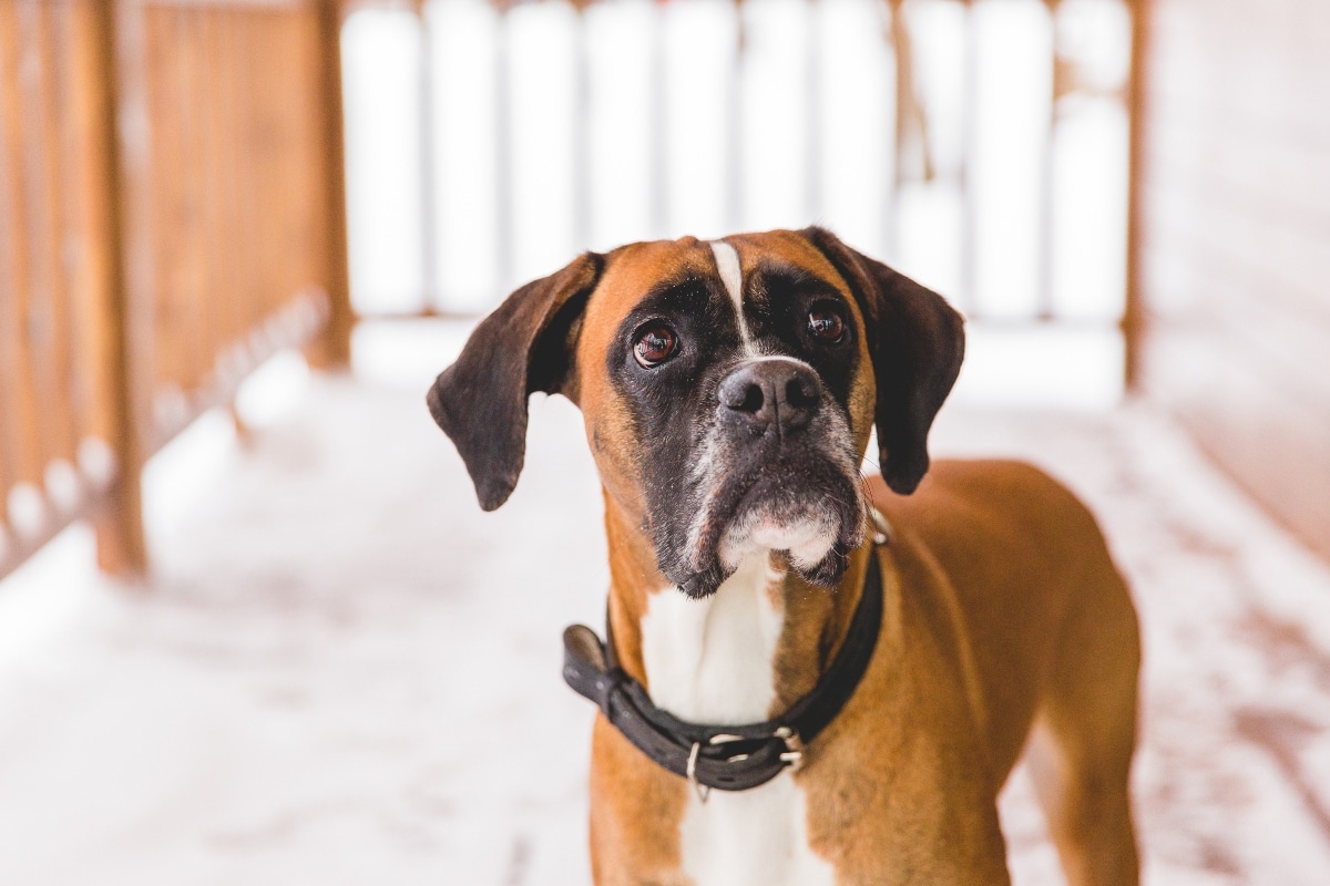 11 Fierce Dog Breeds That Will Never Let You Down 11 Fierce Dog Breeds That Will Never Let You Down