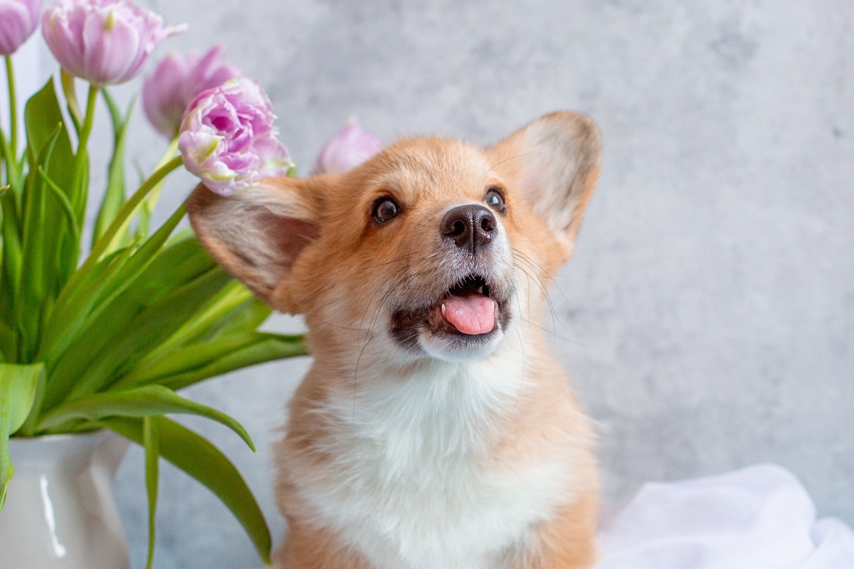 11 Funny Ways Dogs Try to Get Your Attention