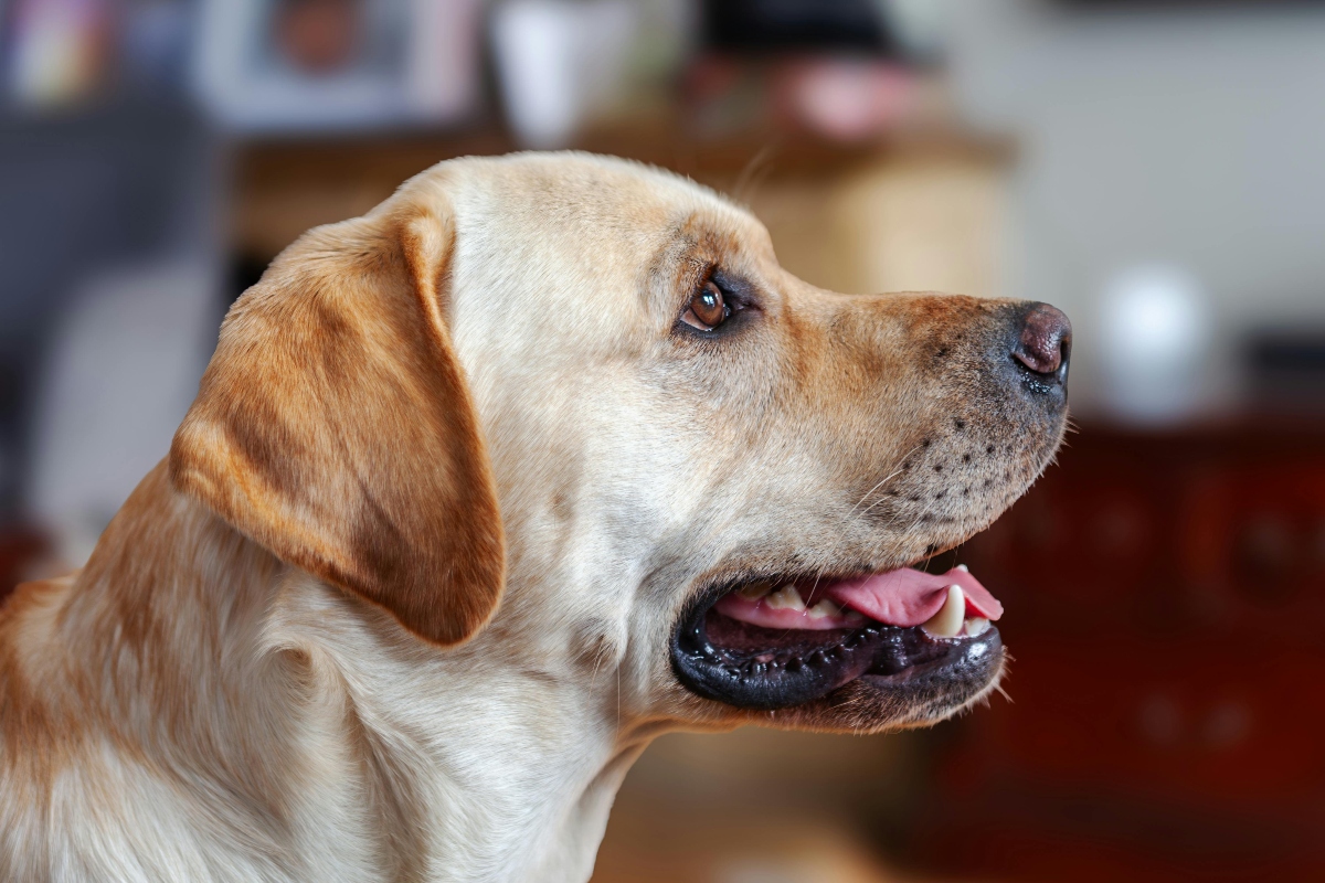11 Happy Dog Breeds That Bring Joy To Any Room 11 Happy Dog Breeds That Bring Joy To Any Room