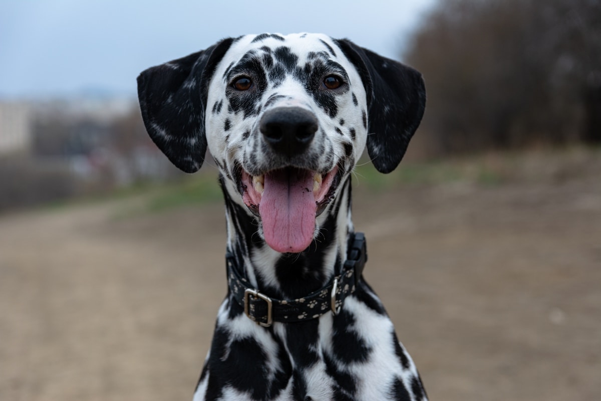 11 Joyful Dog Breeds That’ll Light Up Your Day 11 Joyful Dog Breeds That’ll Light Up Your Day