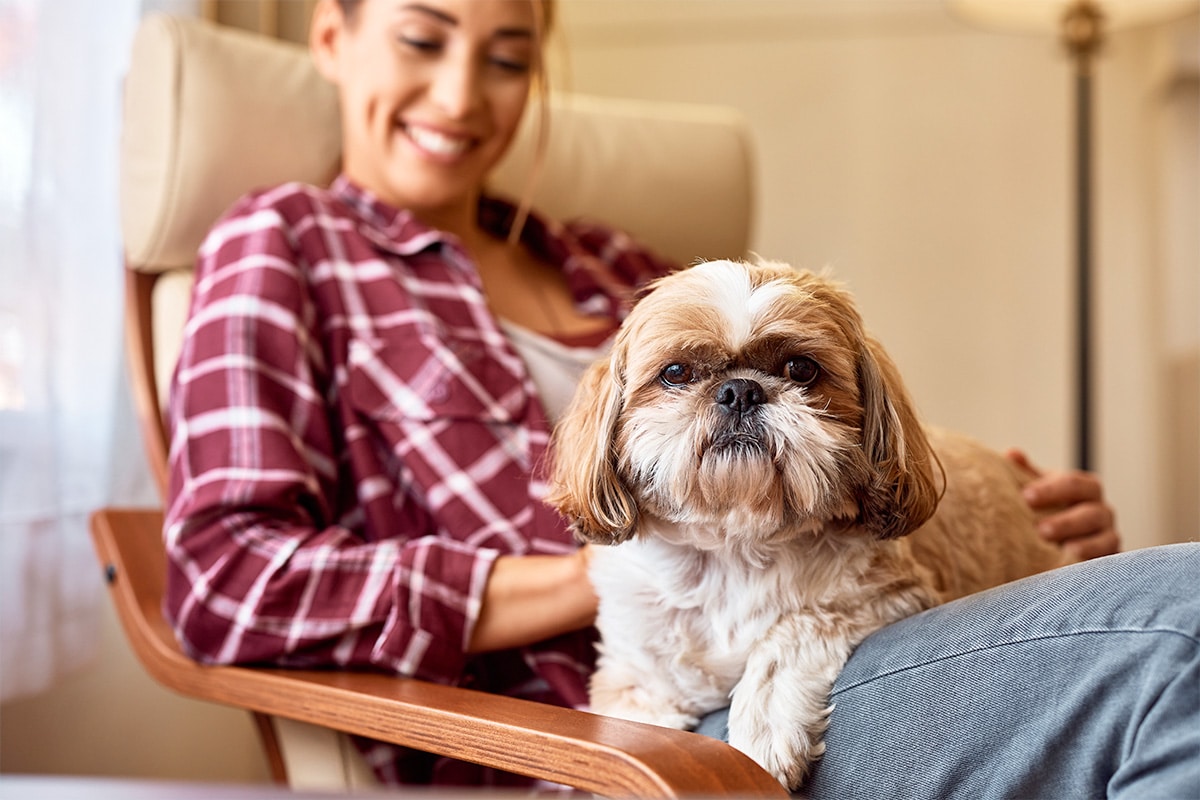 11 Lovey-Dovey Dog Breeds That’ll Snuggle Into Your Life 11 Lovey-Dovey Dog Breeds That’ll Snuggle Into Your Life