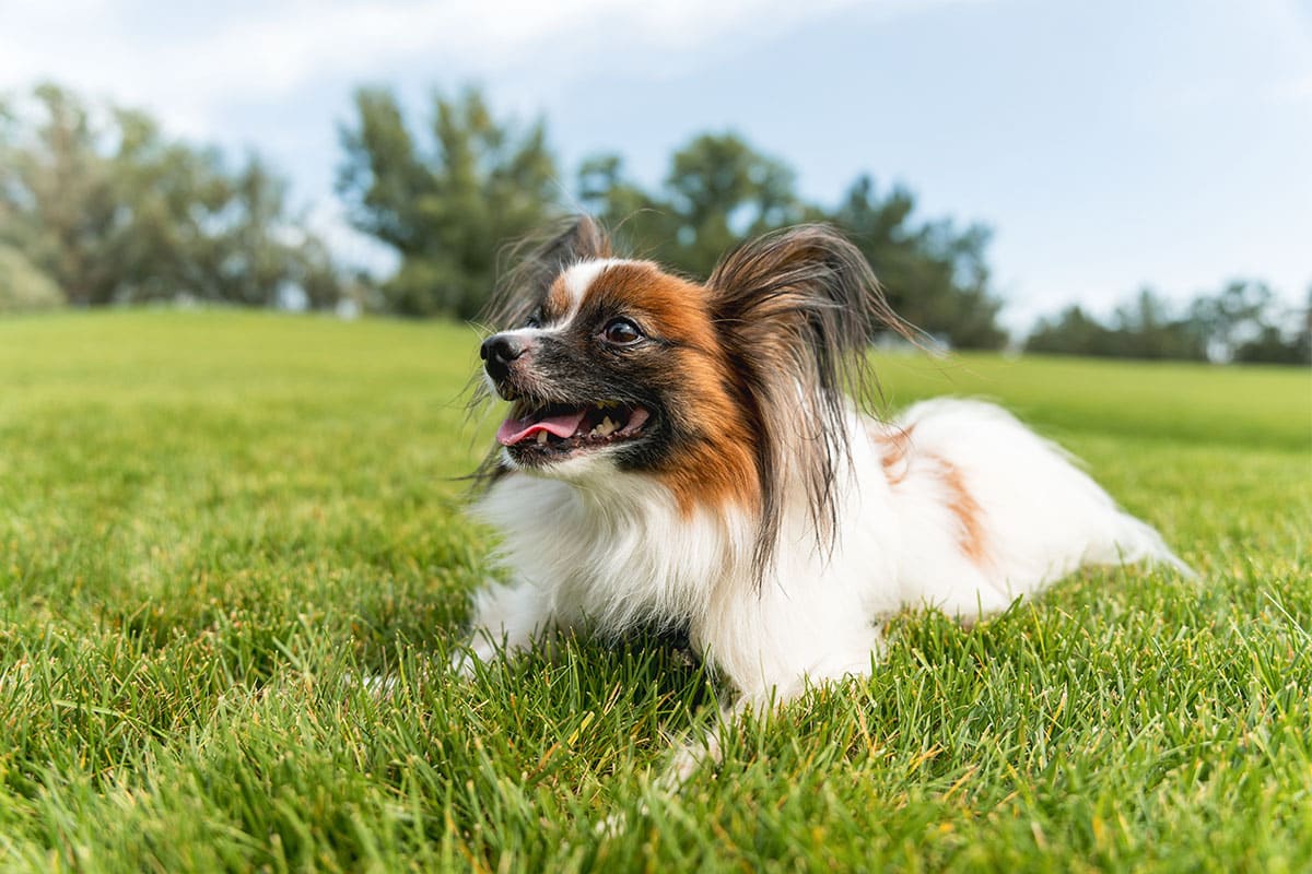 11 Loving Dog Breeds That Smile When They See You 11 Loving Dog Breeds That Smile When They See You
