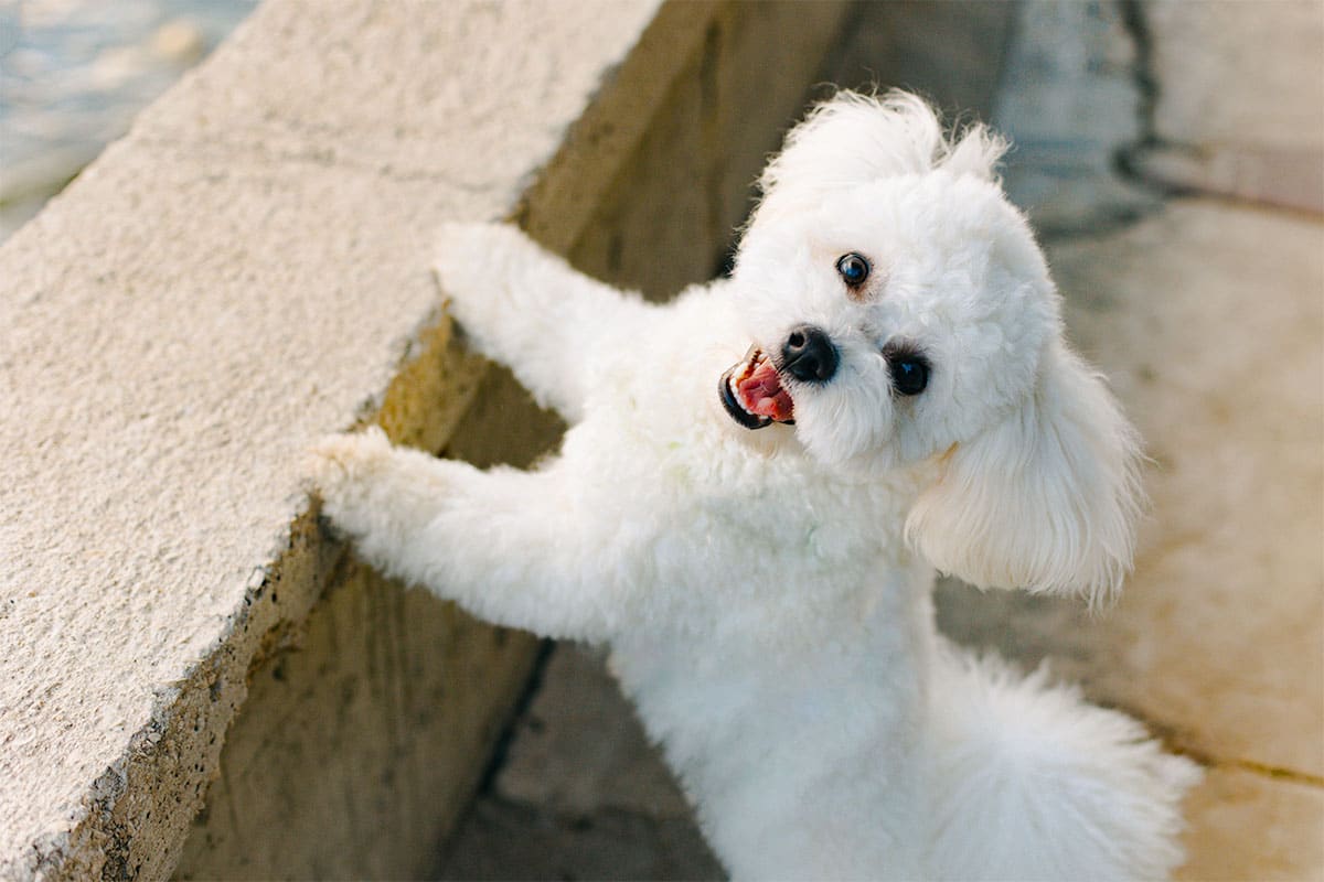 11 Needy Dog Breeds That Want to Be Wherever You Are 11 Needy Dog Breeds That Want to Be Wherever You Are
