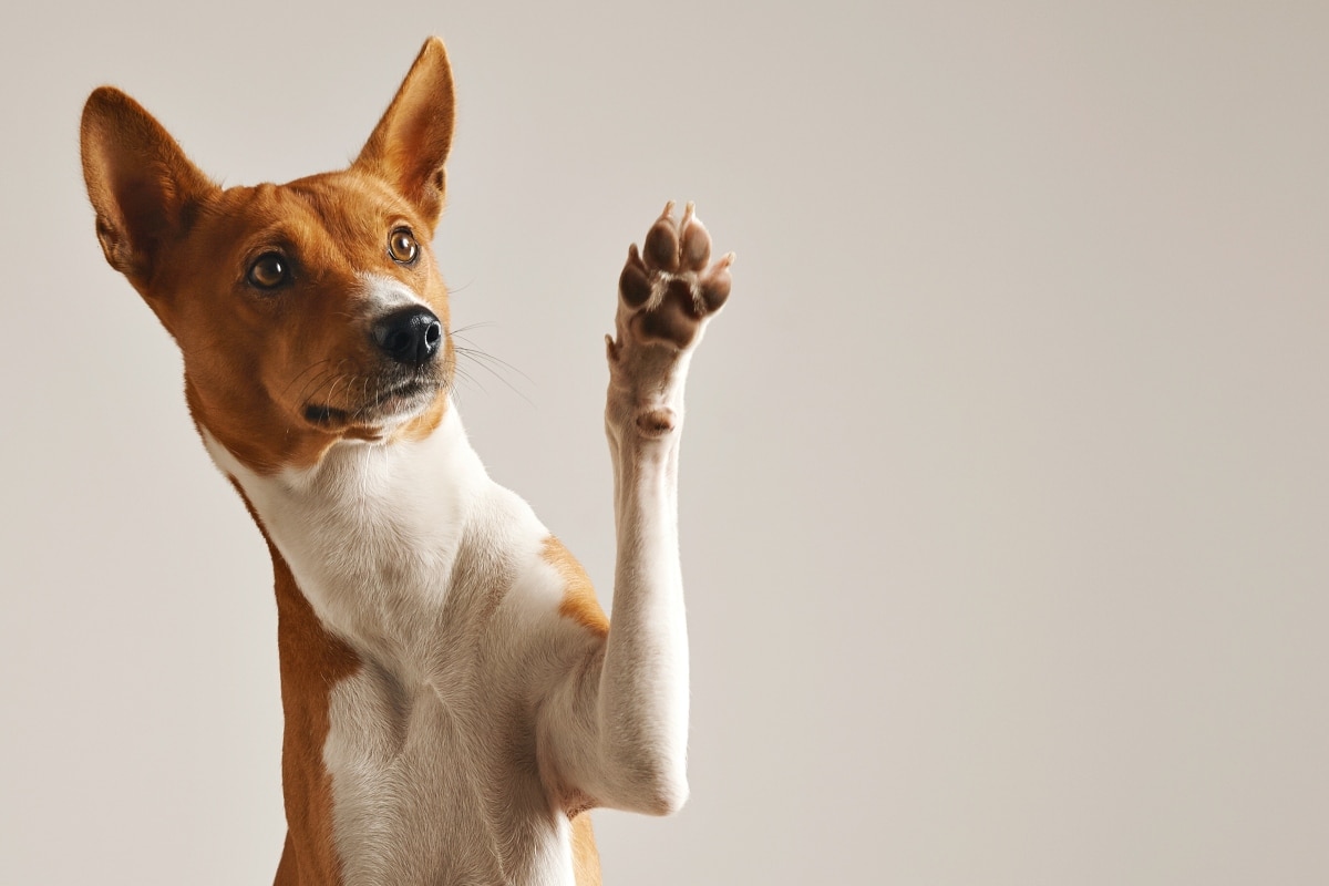 11 Reasons Dogs’ Paws Deserve More Attention 11 Reasons Dogs’ Paws Deserve More Attention