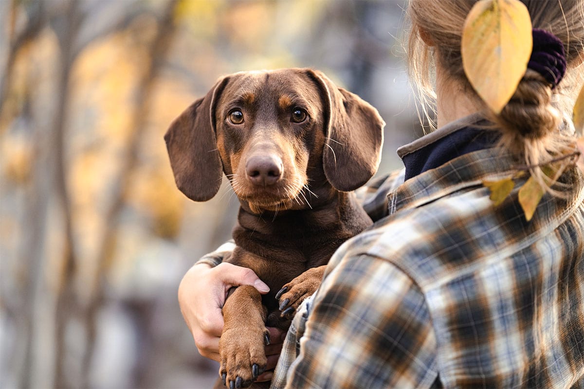 11 Soulful Dog Breeds That Always Know When You’re Sad