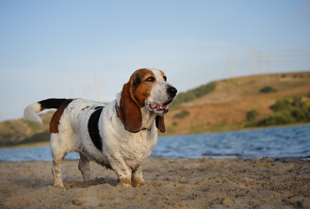 11 Stubborn Dog Breeds That Test Your Patience Daily 11 Stubborn Dog Breeds That Test Your Patience Daily