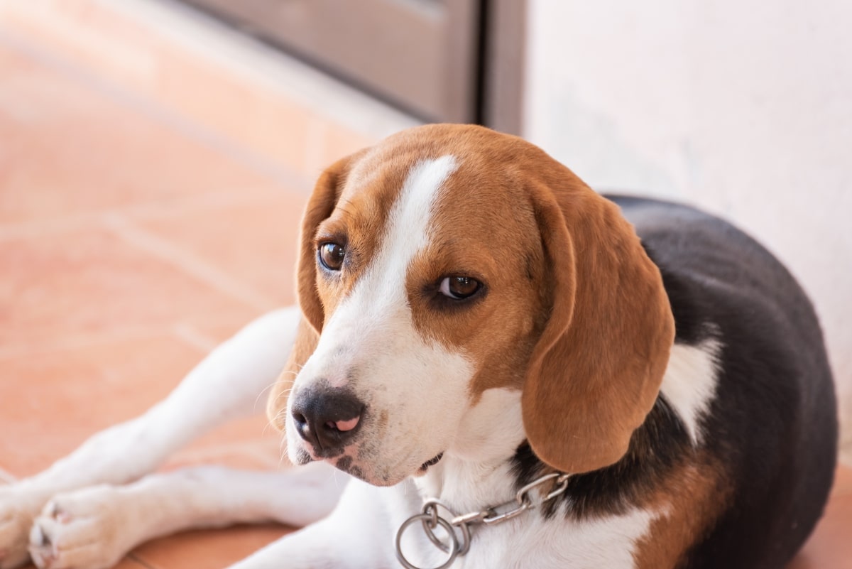 11 Supportive Dog Breeds That’ll Sit With You Silently