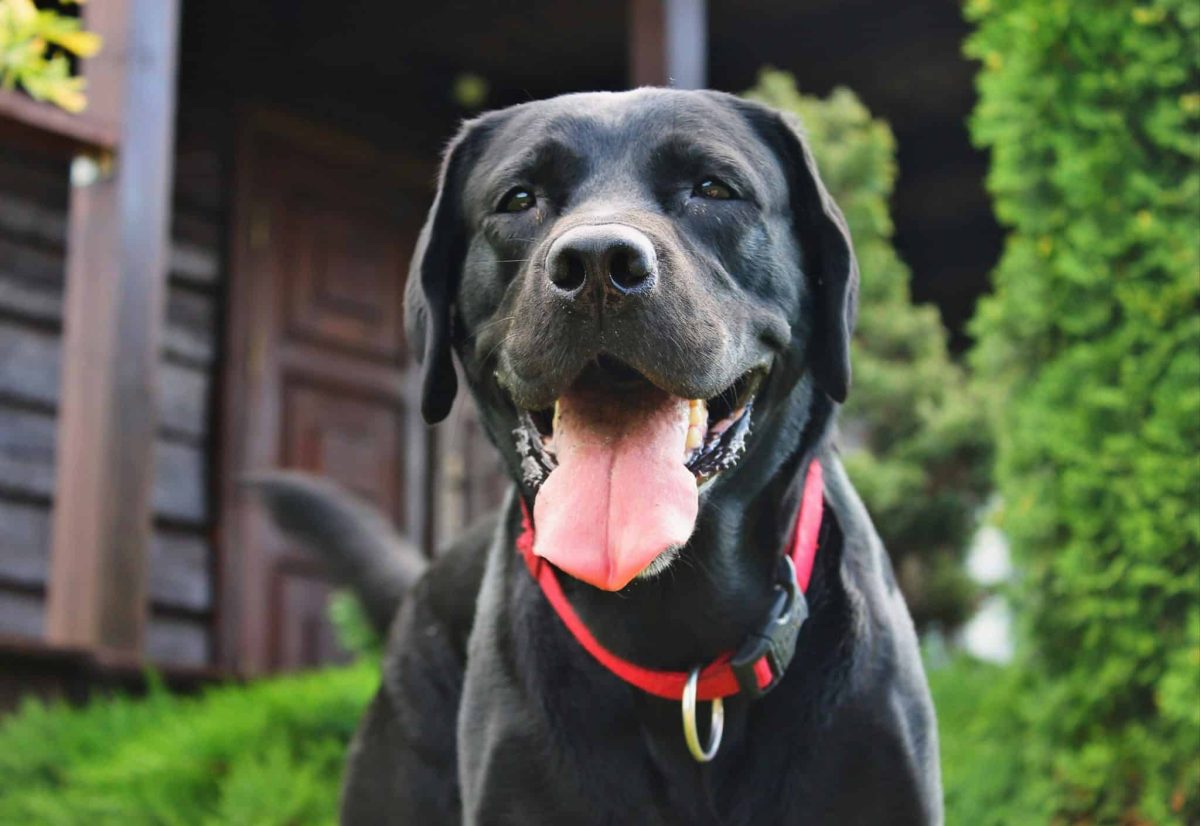 11 Ways Dogs Say ‘I Love You’ Without A Sound