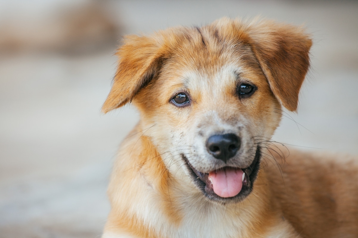 13 Amazing Facts About a Dog’s Sense of Smell 13 Amazing Facts About a Dog’s Sense of Smell