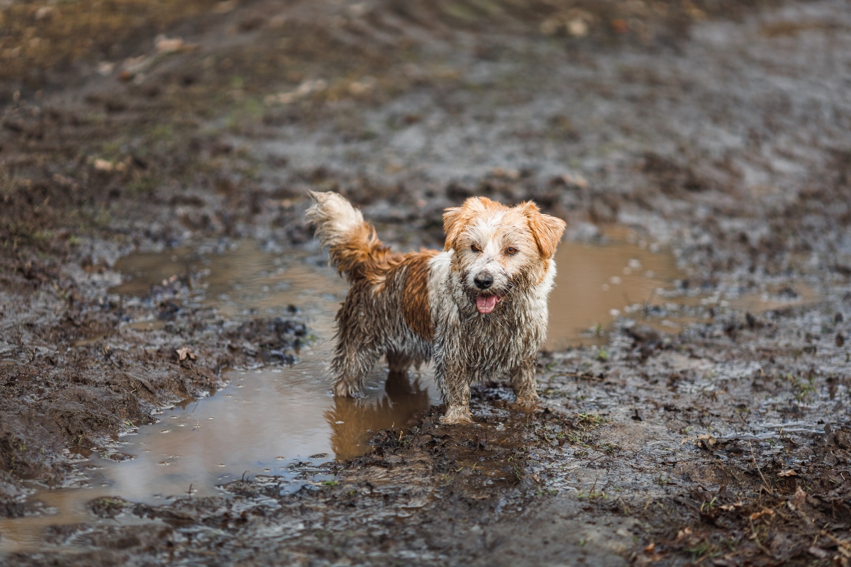 13 Common Smells Dogs Secretly Love 13 Common Smells Dogs Secretly Love