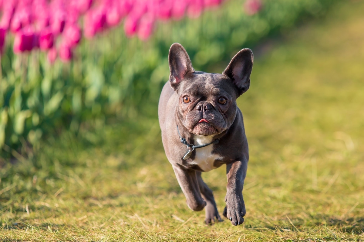 13 Darling Dog Breeds That Are Clumsy and Adorable 13 Darling Dog Breeds That Are Clumsy and Adorable