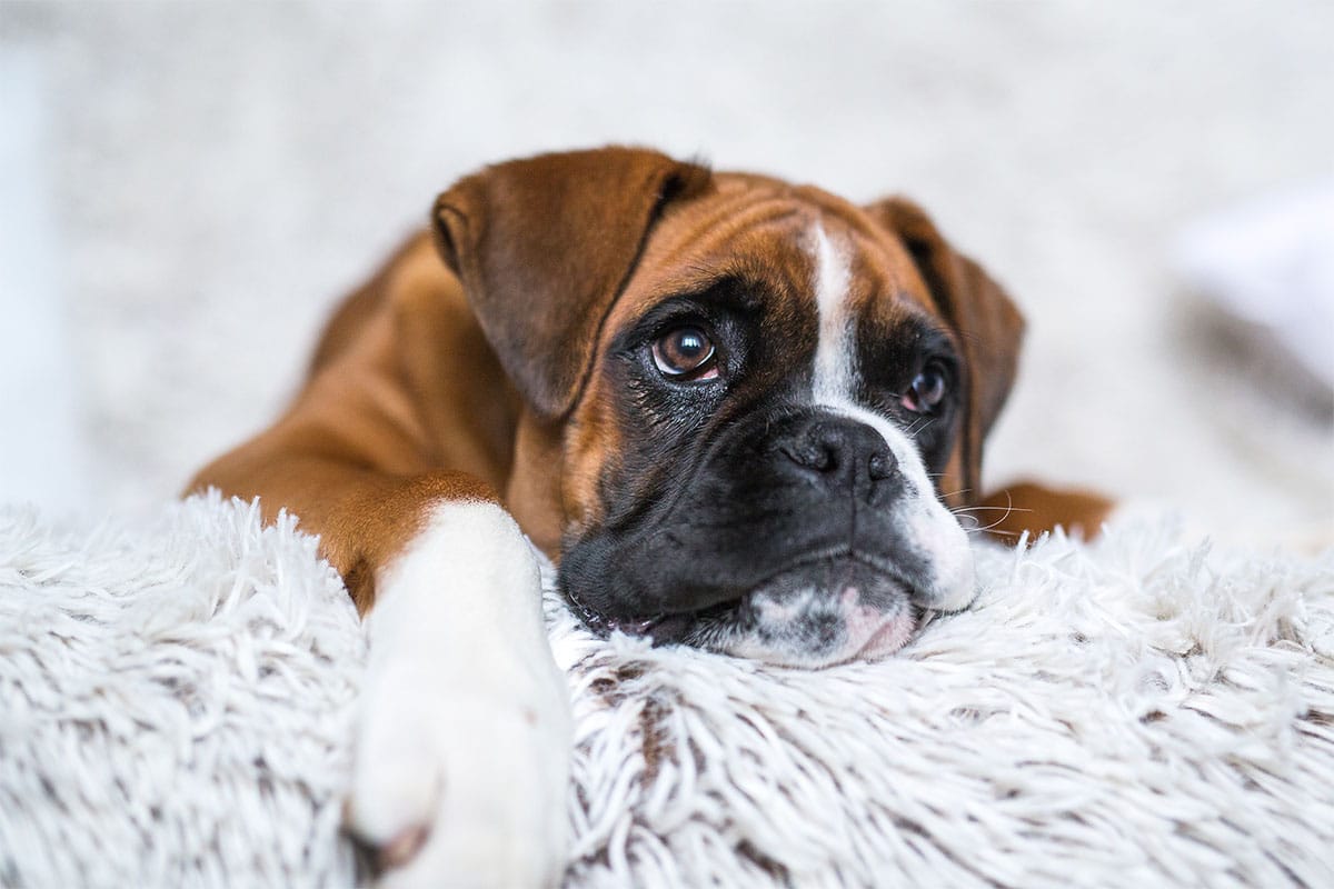 13 Dog Breeds That Are the Ultimate Bed Warmers 13 Dog Breeds That Are the Ultimate Bed Warmers