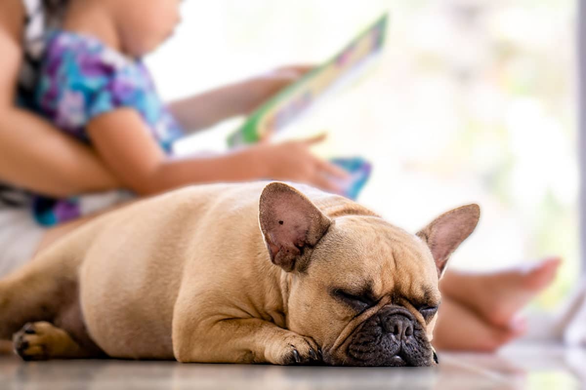 13 Dog Breeds That Can’t Sleep Without Their Person 13 Dog Breeds That Can’t Sleep Without Their Person