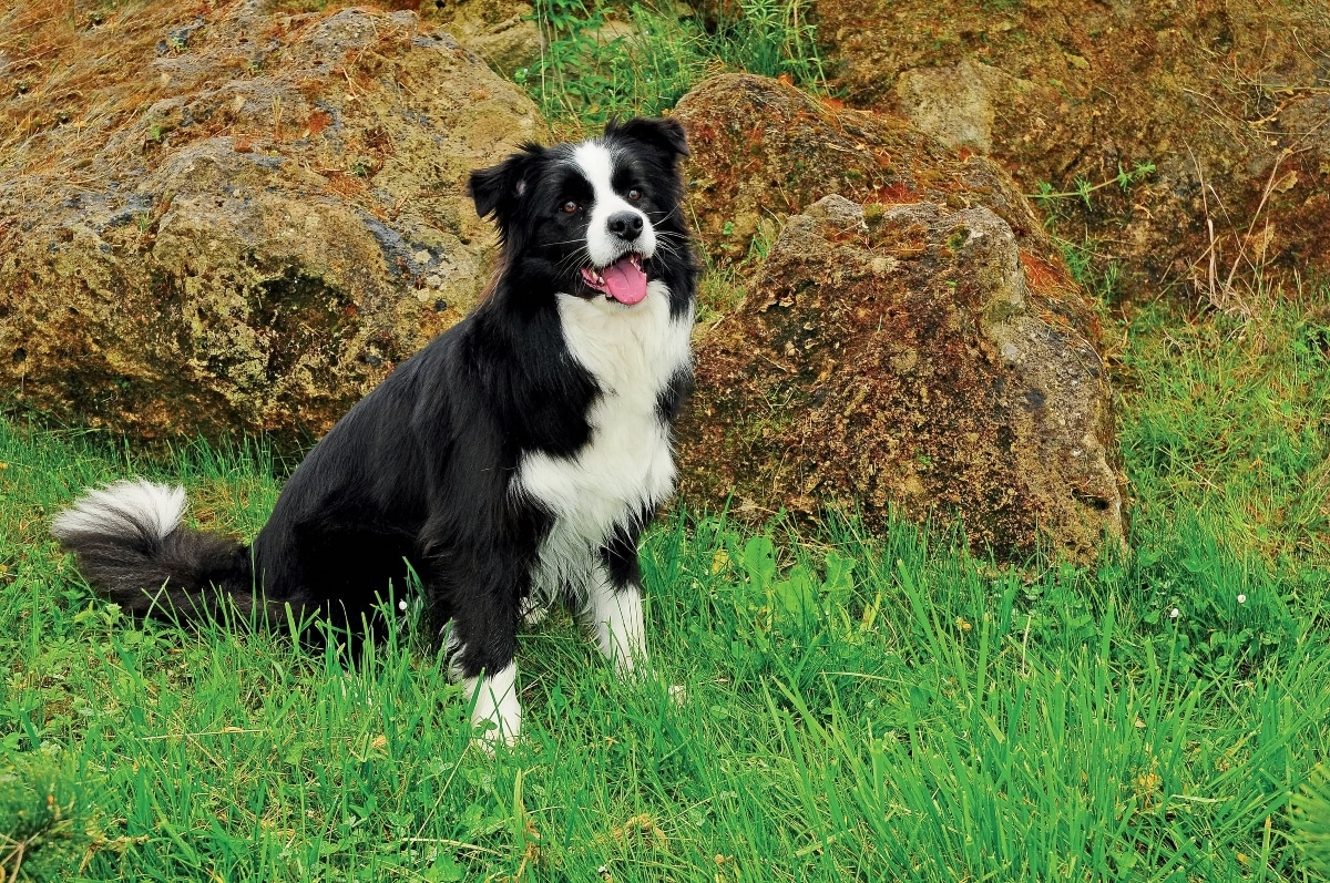 13 Dog Breeds That Can’t Stop Digging Up Yards 13 Dog Breeds That Can’t Stop Digging Up Yards