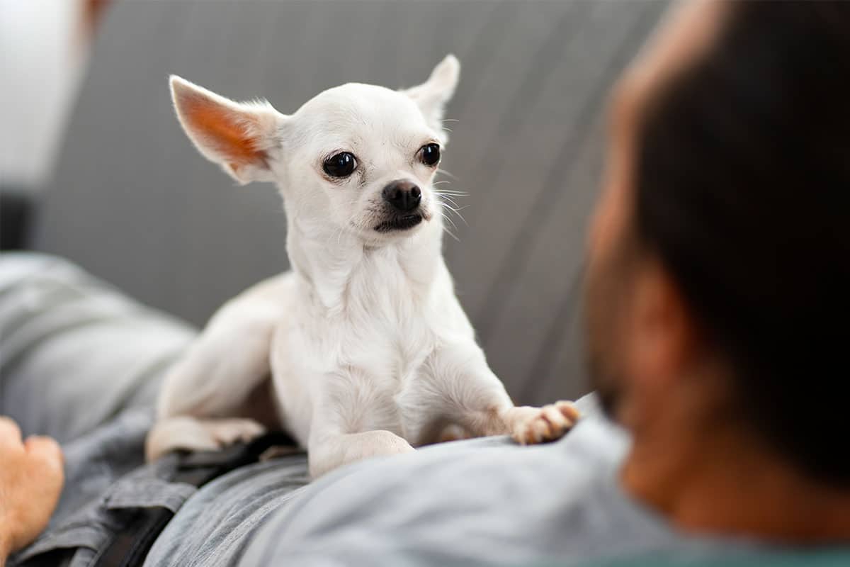13 Dog Breeds That See You As Their Whole World