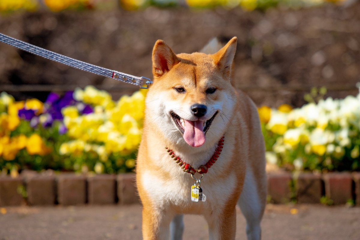 13 Dog Breeds With Endlessly Entertaining Personalities 13 Dog Breeds With Endlessly Entertaining Personalities