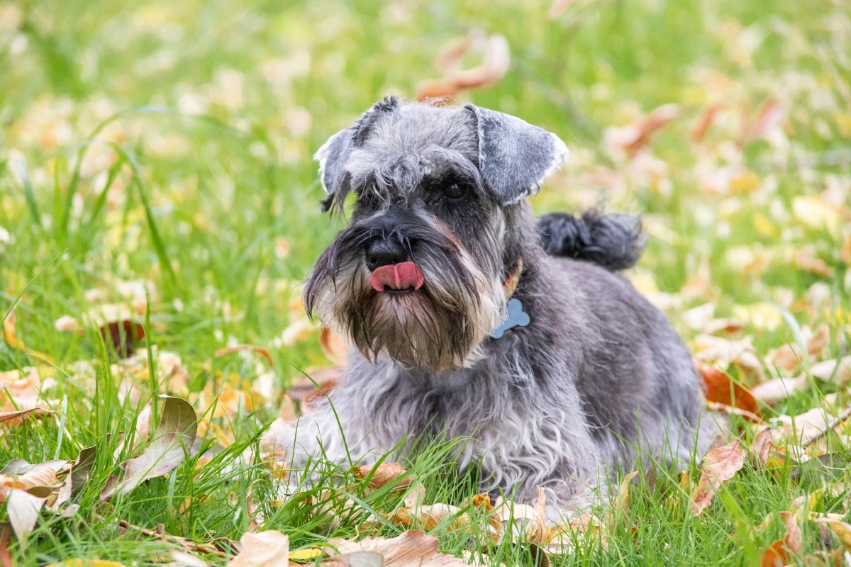 13 Dog Breeds With Surprisingly Long Life Expectancy 13 Dog Breeds With Surprisingly Long Life Expectancy