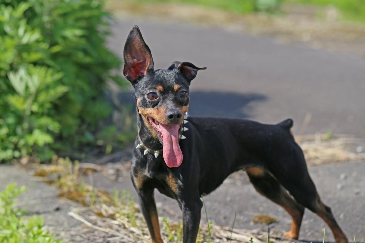 13 Easy Dog Breeds That Need Minimal Grooming & Maintenance 13 Easy Dog Breeds That Need Minimal Grooming & Maintenance