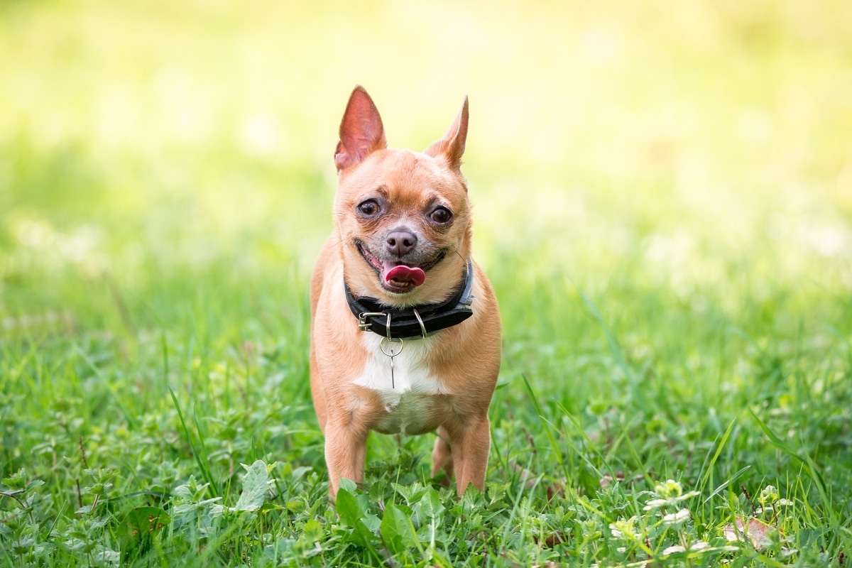 13 Funny Dog Breeds With Goofy Smiles and Big Hearts